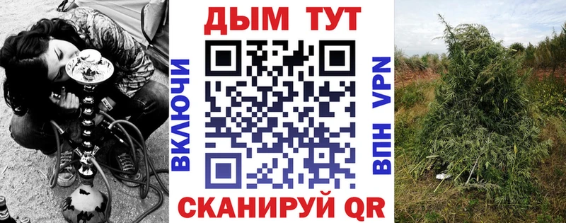 Шишки марихуана конопля  закладки  omg сайт  Дубовка 